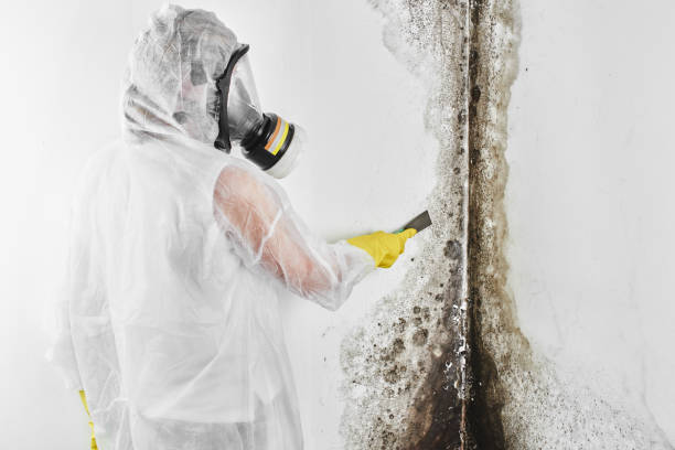 Best Mold Removal Company Near Me  in Paden City, WV