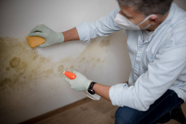 Best Emergency Mold Removal  in Paden City, WV
