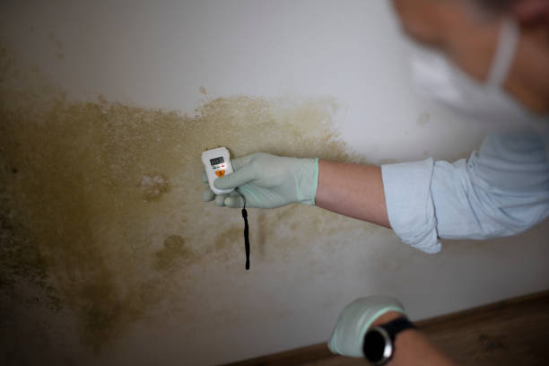 Professional Mold Removal in Paden City, WV