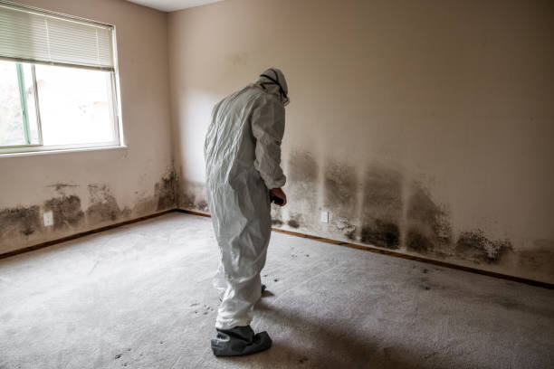 Attic Mold Removal in Paden City, WV